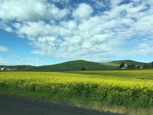 June: The Palouse in eastern Washington state.